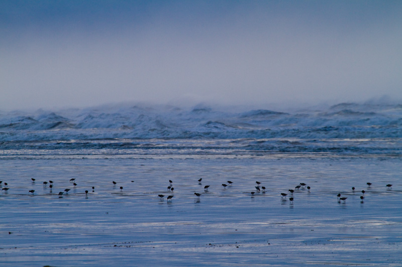 Sanderling And Dunlin In Surf